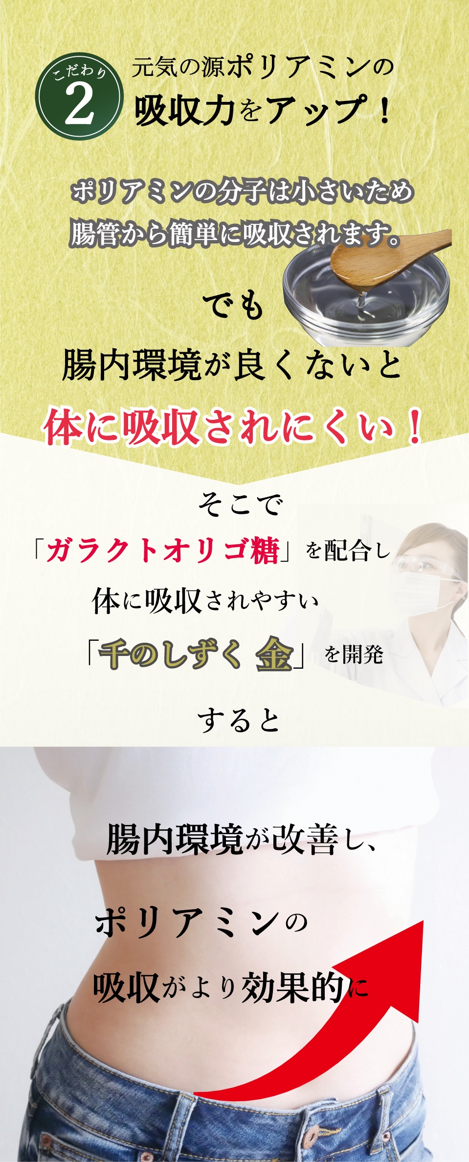 こだわり2　元気の源ポリアミンの吸収力をアップ！　ポリアミンの分子は小さいため腸管から簡単に吸収されます。　でも　腸内環境が良くないと体に吸収されにくい！　そこで　「ガラクトオリゴ糖」を配合し　体に吸収されやすい「千のしずく 金」を開発　すると　腸内環境が改善し、ポリアミンの吸収がより効果的に
