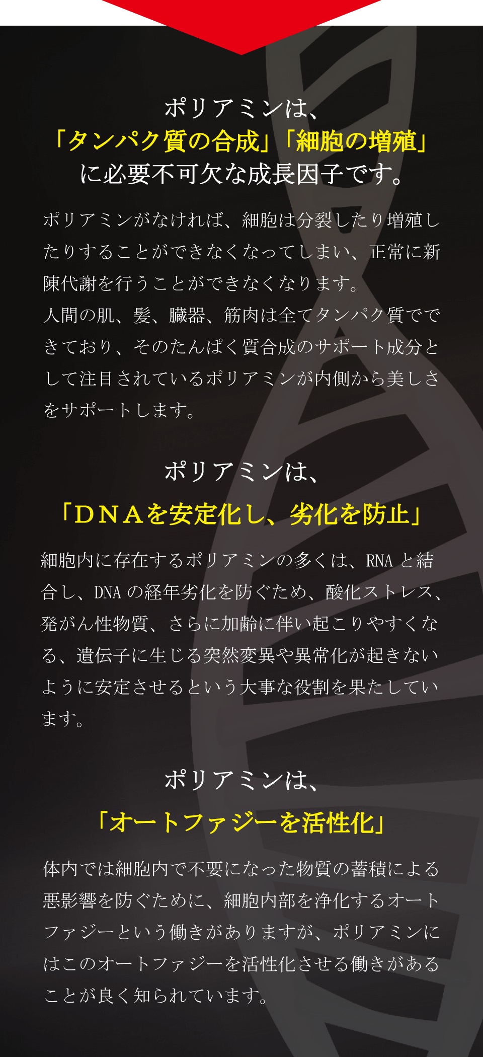 ポリアミンは、「タンパク質の合成」「細胞の増殖」に必要不可欠な成長因子です。　ポリアミンがなければ、細胞は分裂したり増殖したりすることができなくなってしまい、正常に新陳代謝を行うことができなくなります。人間の肌、髪、臓器、筋肉は全てタンパク質でできており、そのたんぱく質合成のサポート成分として注目されているポリアミンが内側から美しさをサポートします。  ポリアミンは、「DNAを安定化し、劣化を防止」細胞内に存在するポリアミンの多くは、RNAと結合し、DNAの経年劣化を防ぐため、酸化ストレス、発がん性物質、さらに加齢に伴い起こりやすくなる、遺伝子に生じる突然変異や異常化が起きないように安定させるという大事な役割を果たしています。　ポリアミンは、「オートファジーを活性化」体内では細胞内で不要になった物質の蓄積による悪影響を防ぐために、細胞内部を浄化するオートファジーという働きがありますが、ポリアミンにはこのオートファジーを活性化させる働きがあることが良く知られています。